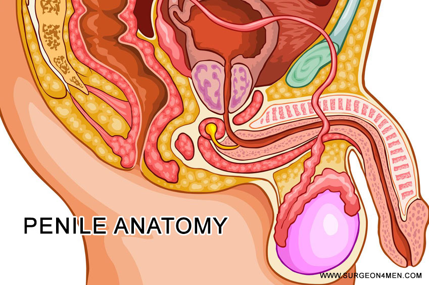 Penile Anatomy Image