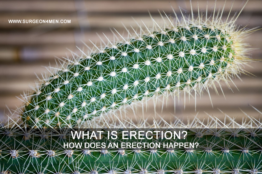 What is Erection? How Does An Erection Happen? image