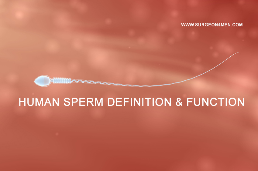 Human Sperm Definition & Function image