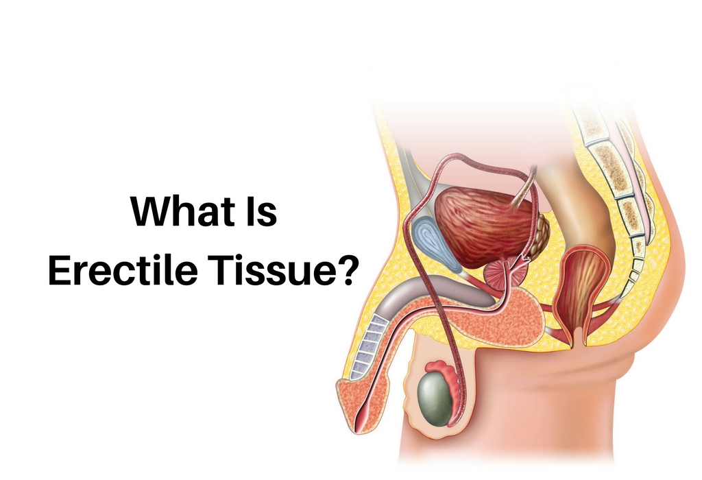 What Is Erectile Tissue