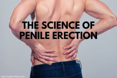 The Science of Penile Erection